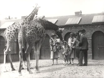 Giraffe e visitatori allo ZSL London Zoo, luglio 1926